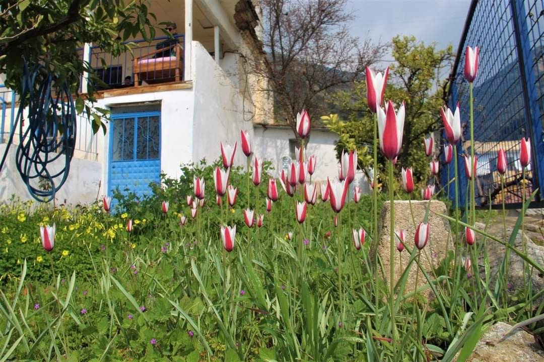 Osmanlı'nın kayıp lalesi Aydın’da bulundu