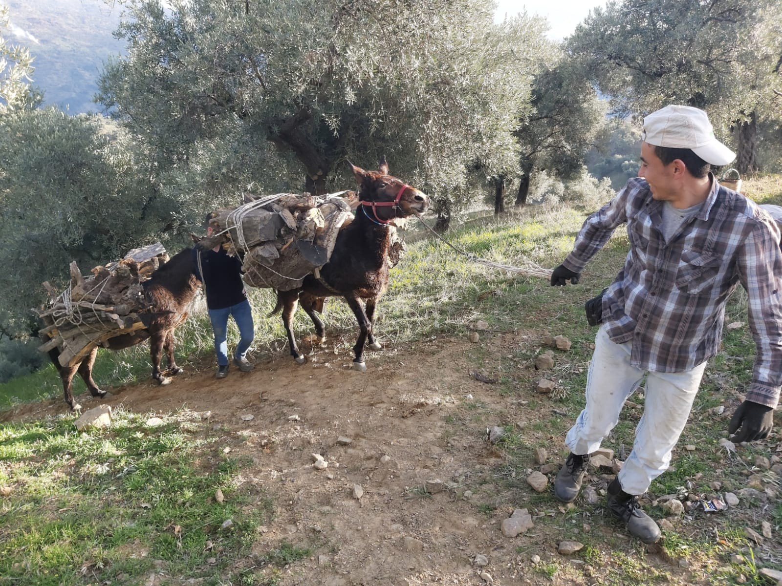 Kış yeniden geri gelince, vatandaşa yakacak telaşı sardı