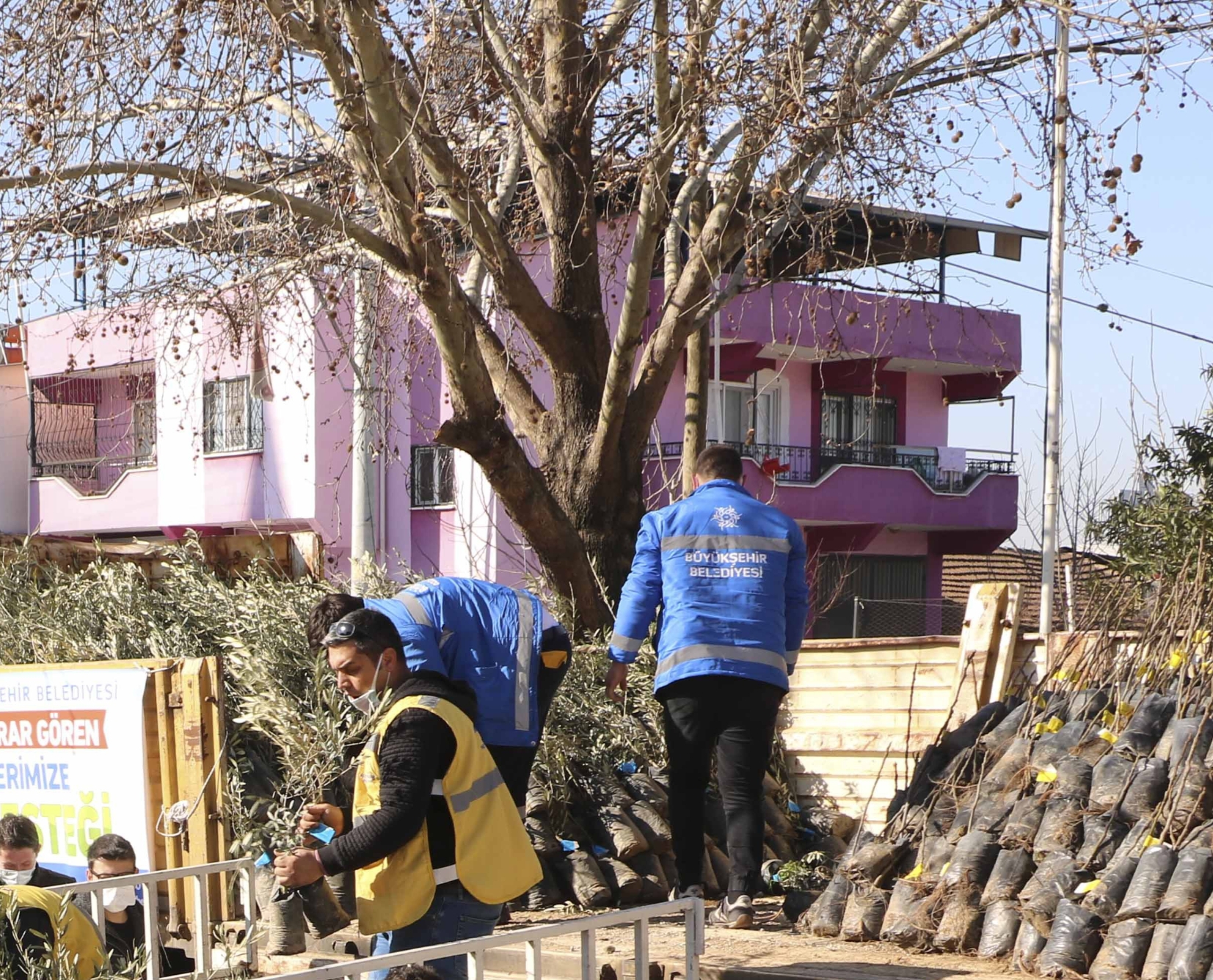 Büyükşehir’den binlerce zeytin ve incir ağacı desteği