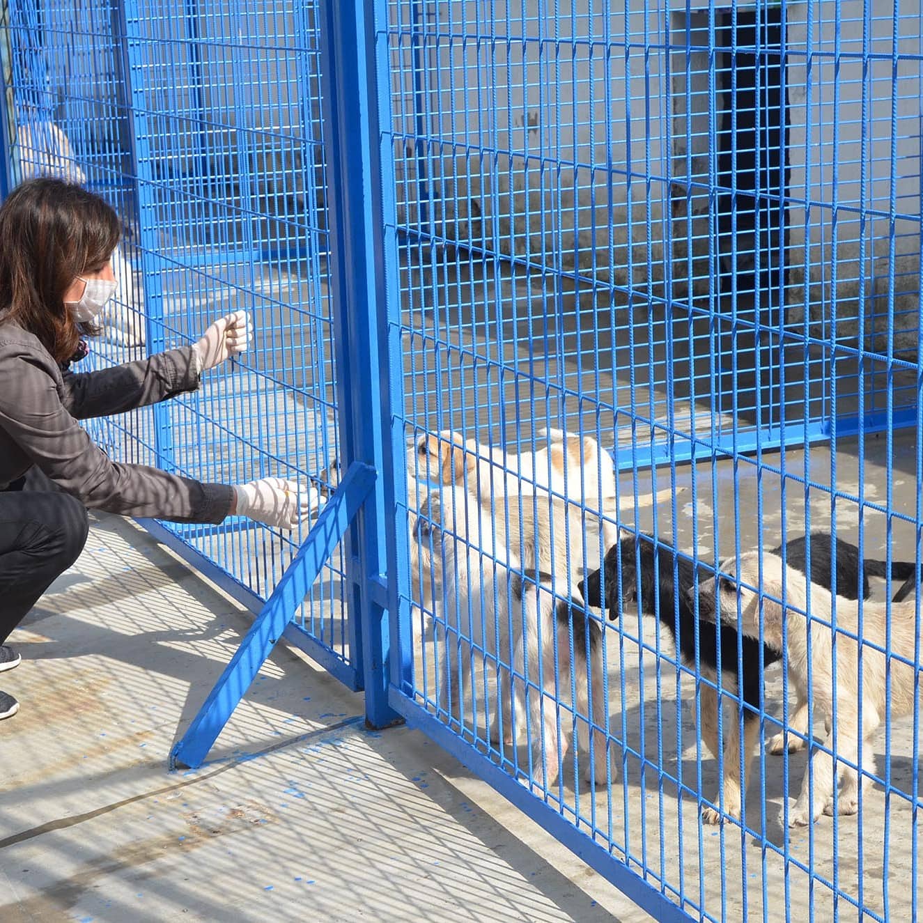 Ayakları kırılan köpek tedavi edildi