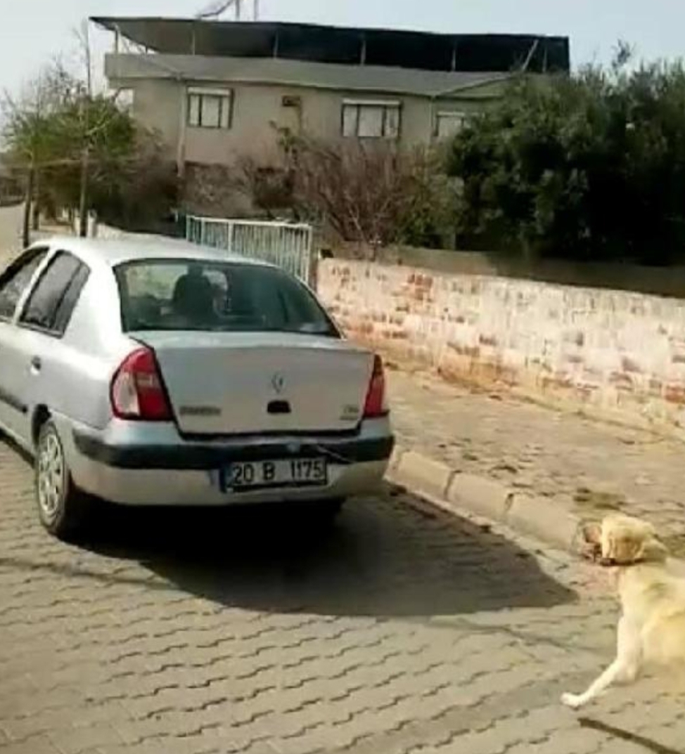 Aydın'da tepki çeken görüntü